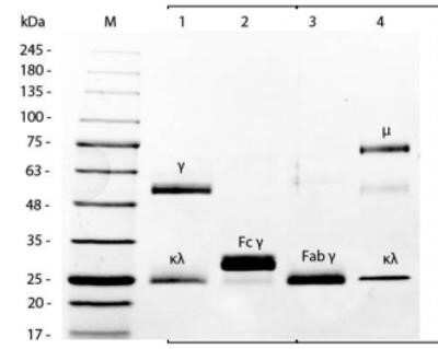 SDS-PAGE: Mouse IgG Isotype Control [Agarose] [NBP1-97142]